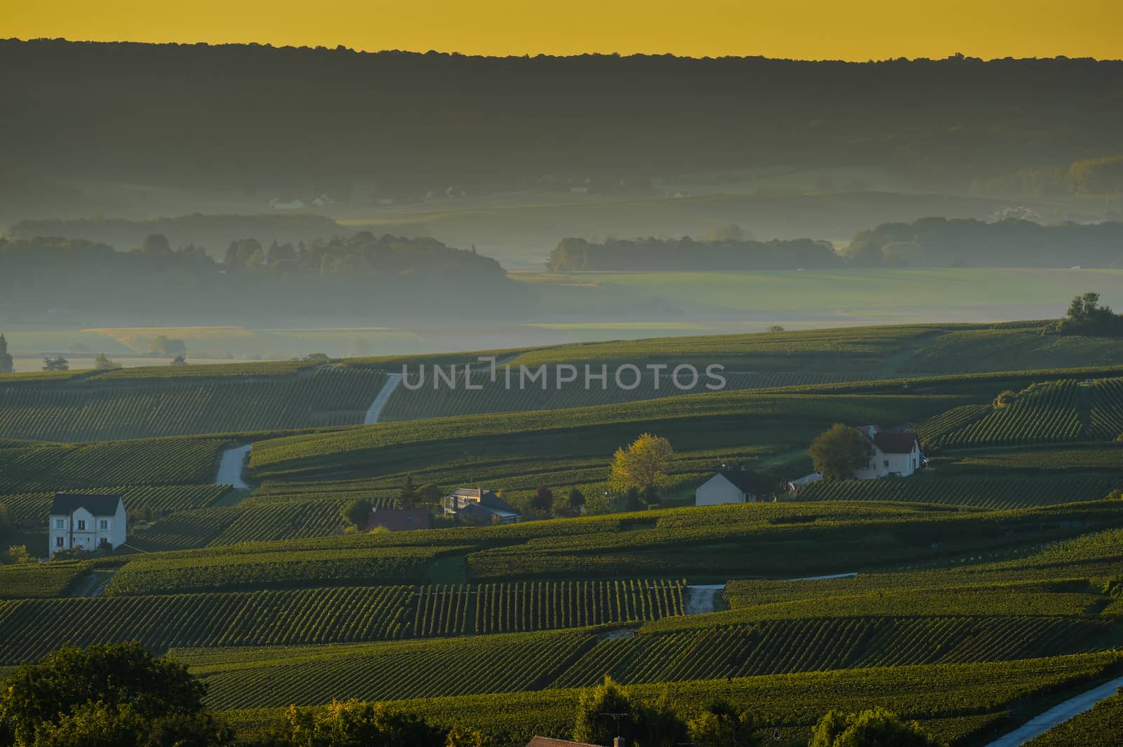 Champagne vineyards Villedomange in Marne department, Champagne-Ardennes, France, Europe