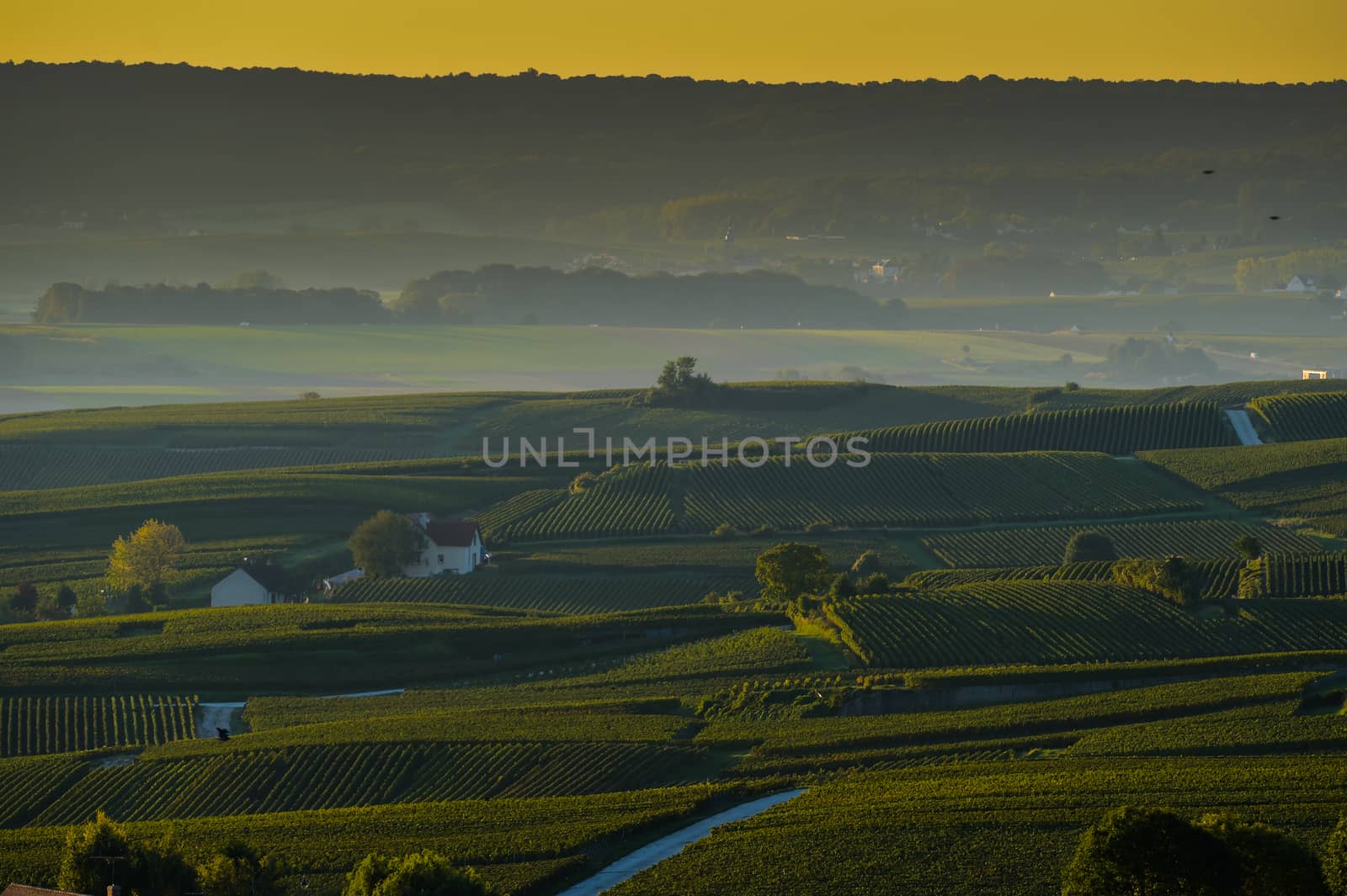 Champagne vineyards Villedomange in Marne department, Champagne-Ardennes, France, Europe