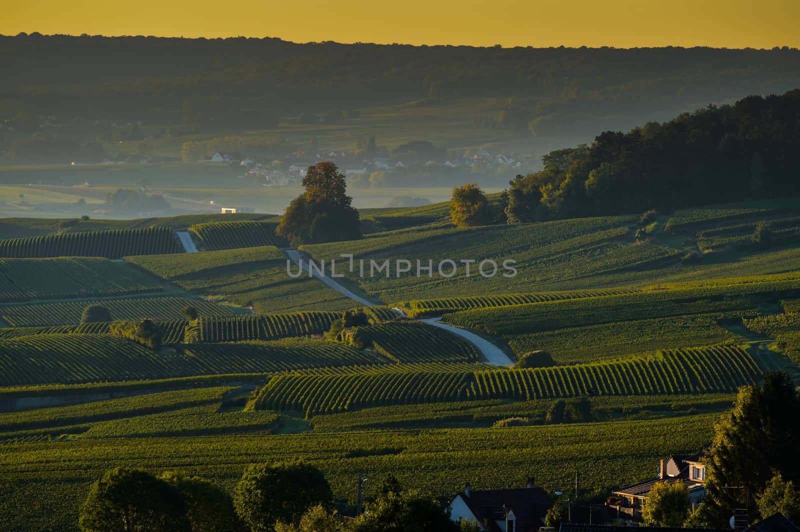 Champagne vineyards Villedomange in Marne department, Champagne-Ardennes, France, Europe