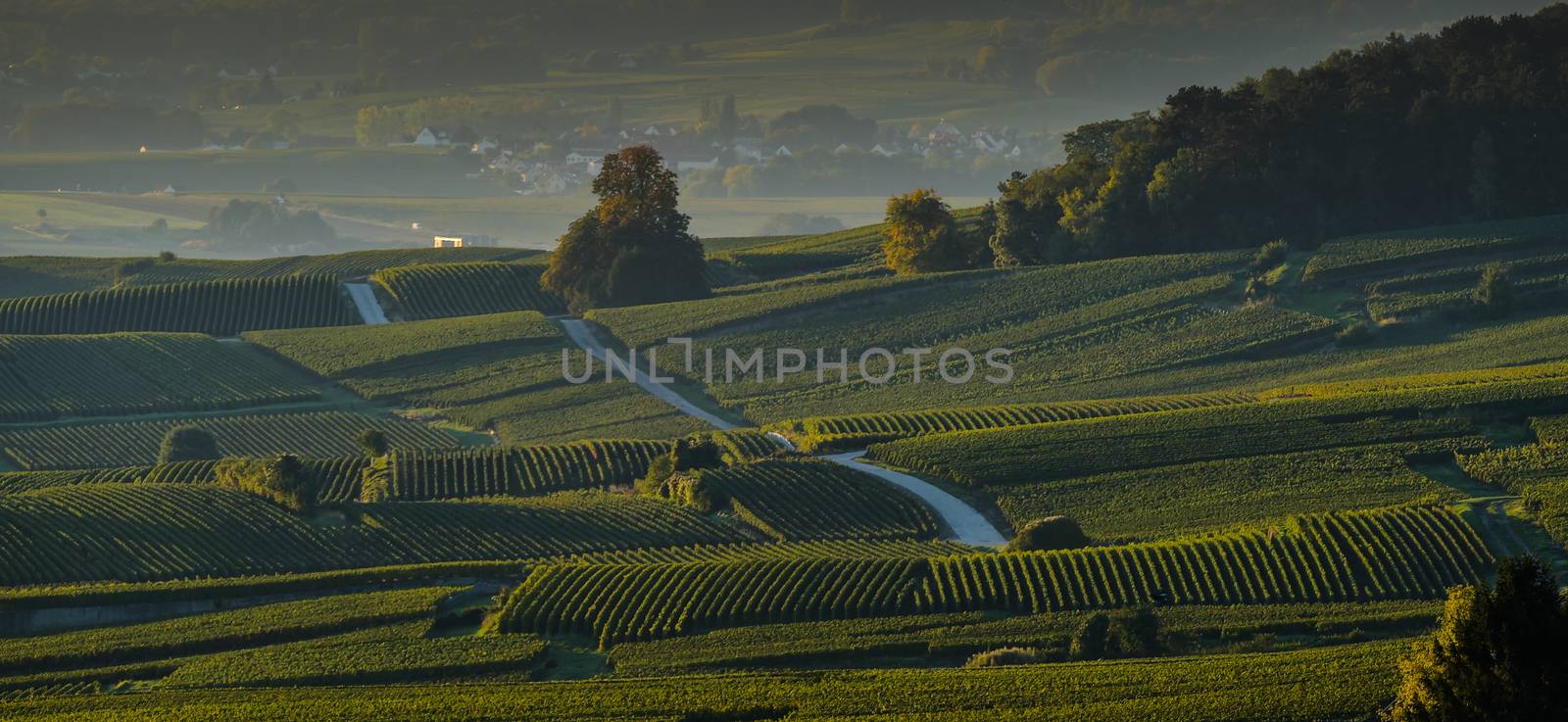 Champagne vineyards Villedomange in Marne department, Champagne-Ardennes, France, Europe