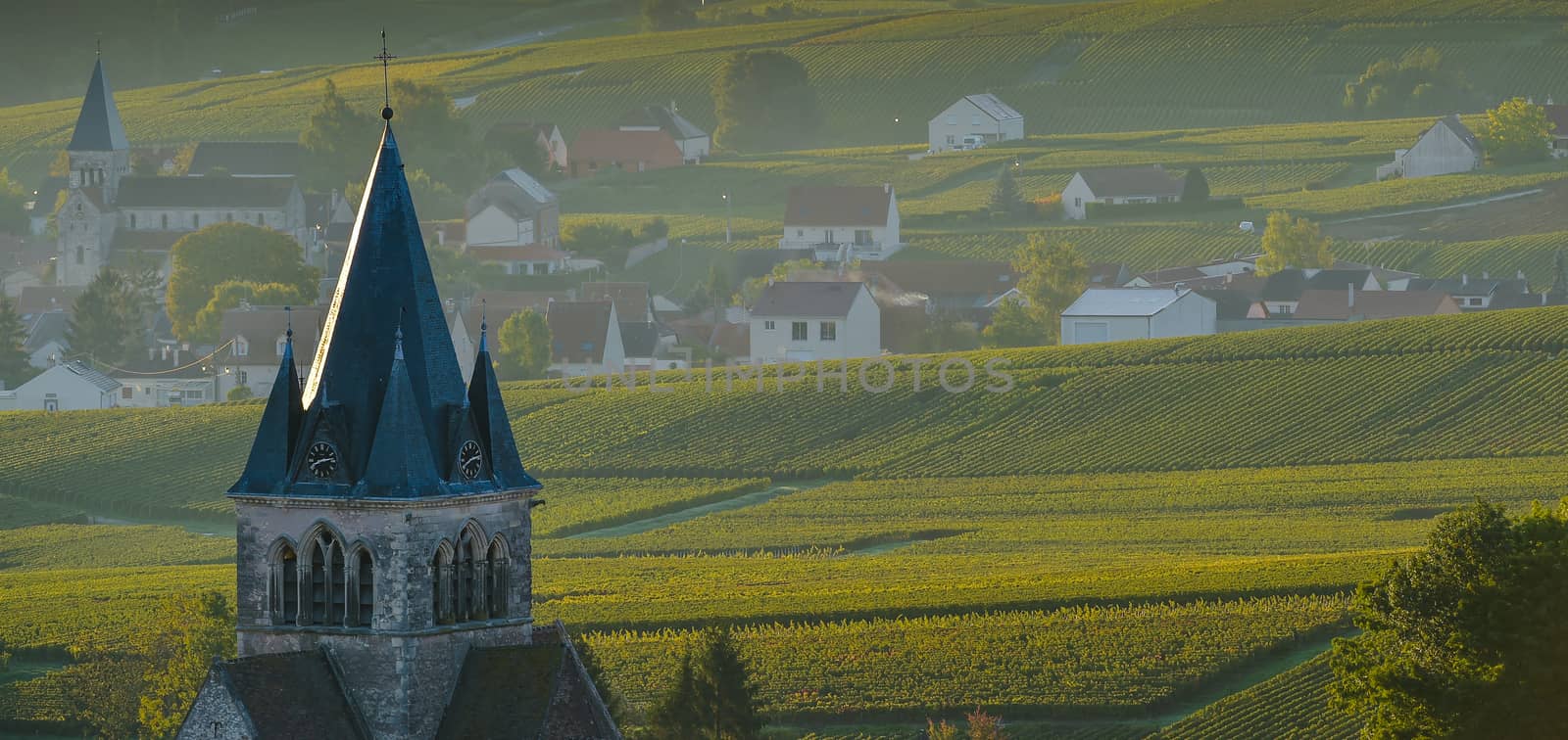 Champagne vineyards Villedomange in Marne department, Champagne-Ardennes, France, Europe
