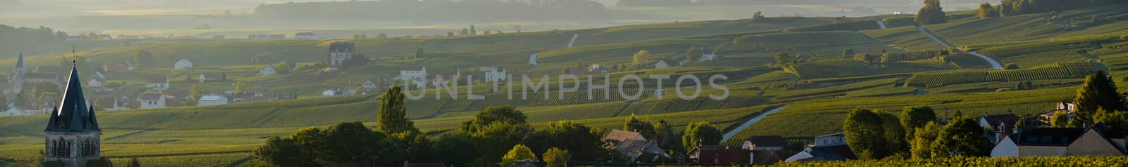 Champagne vineyards Villedomange in Marne department, Champagne-Ardennes, France, Europe