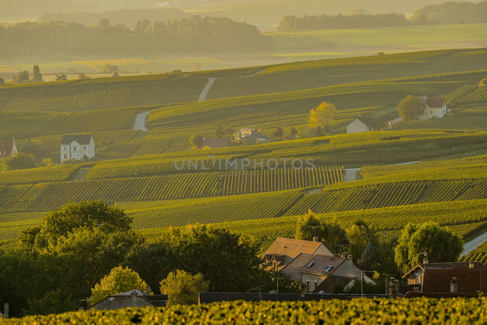 Champagne vineyards Villedomange in Marne department, Champagne-Ardennes, France, Europe
