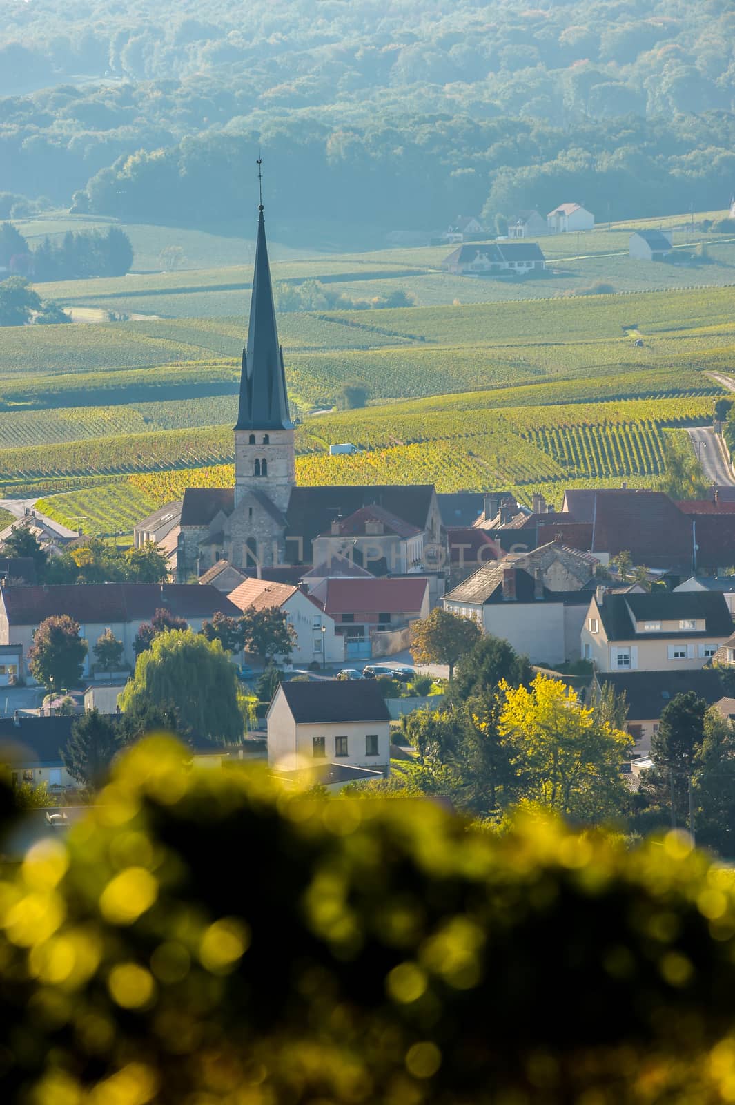 Champagne vineyards Villedomange in Marne department, Champagne-Ardennes, France, Europe