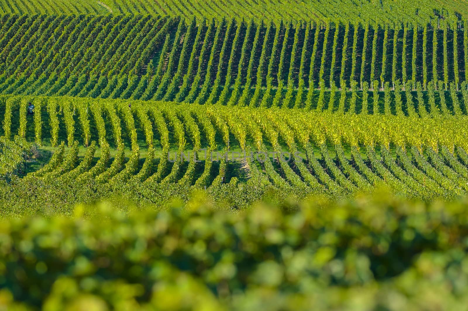 Champagne vineyards Villedomange in Marne department, Champagne-Ardennes, France, Europe