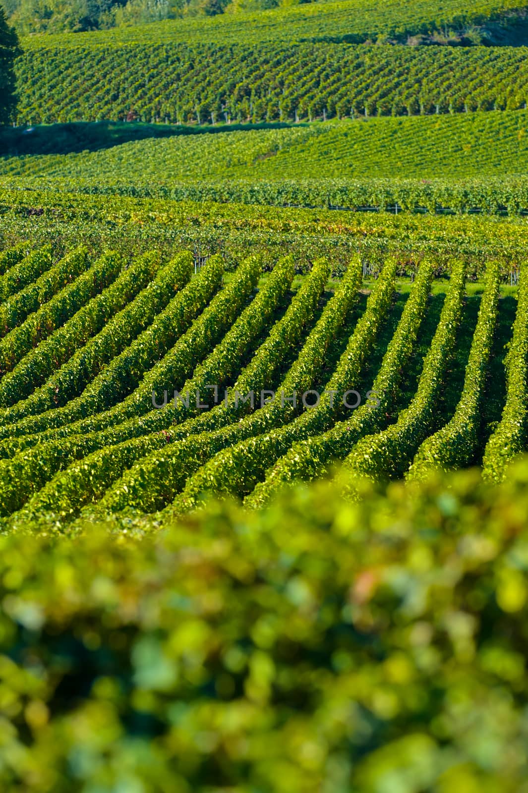 Champagne vineyards Villedomange in Marne department, Champagne-Ardennes, France, Europe