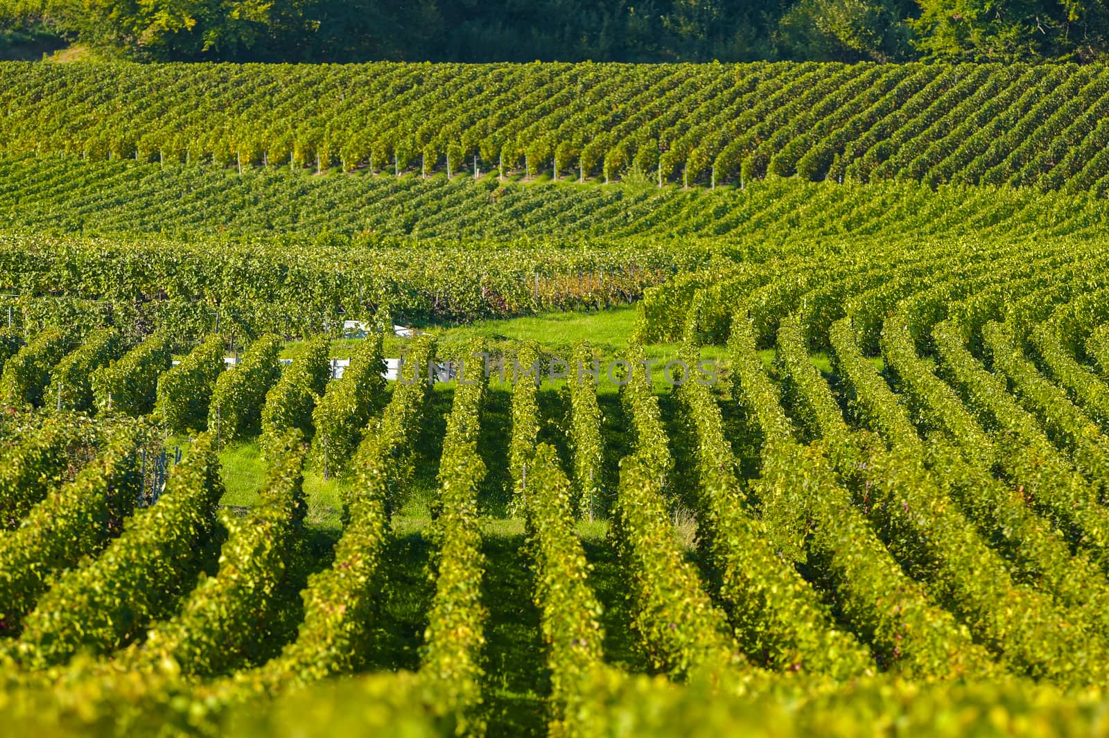 Champagne vineyards Villedomange in Marne department, Champagne-Ardennes, France, Europe