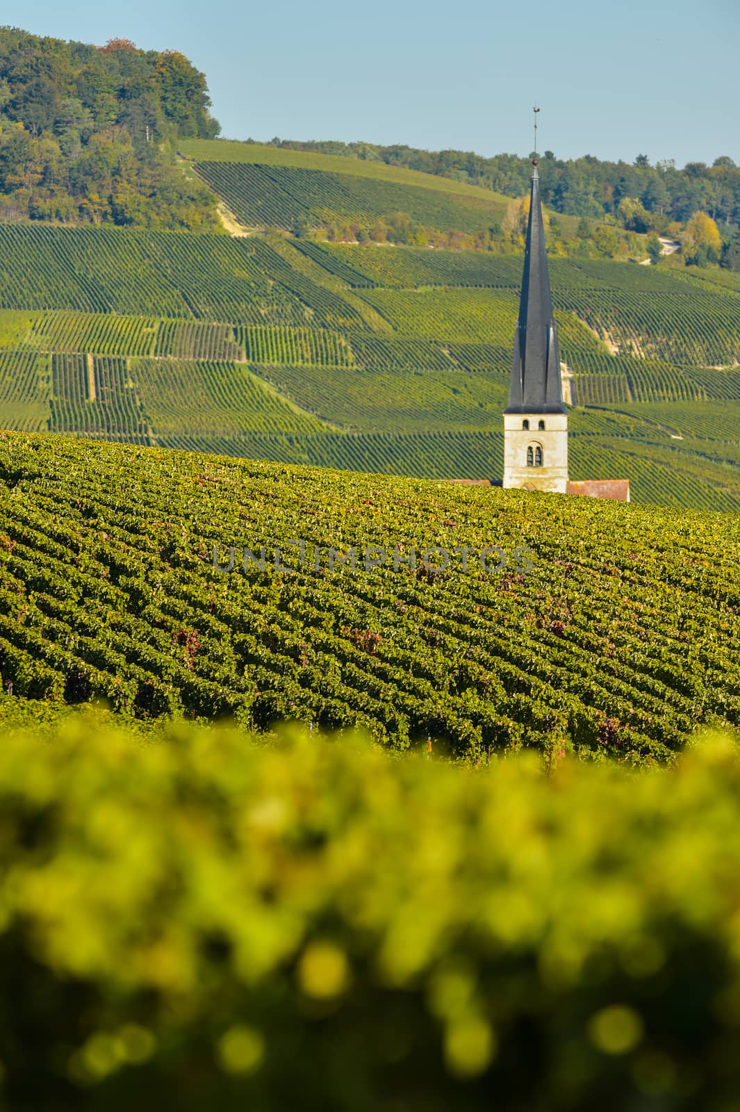 Champagne vineyards Villedomange in Marne department, Champagne-Ardennes, France, Europe