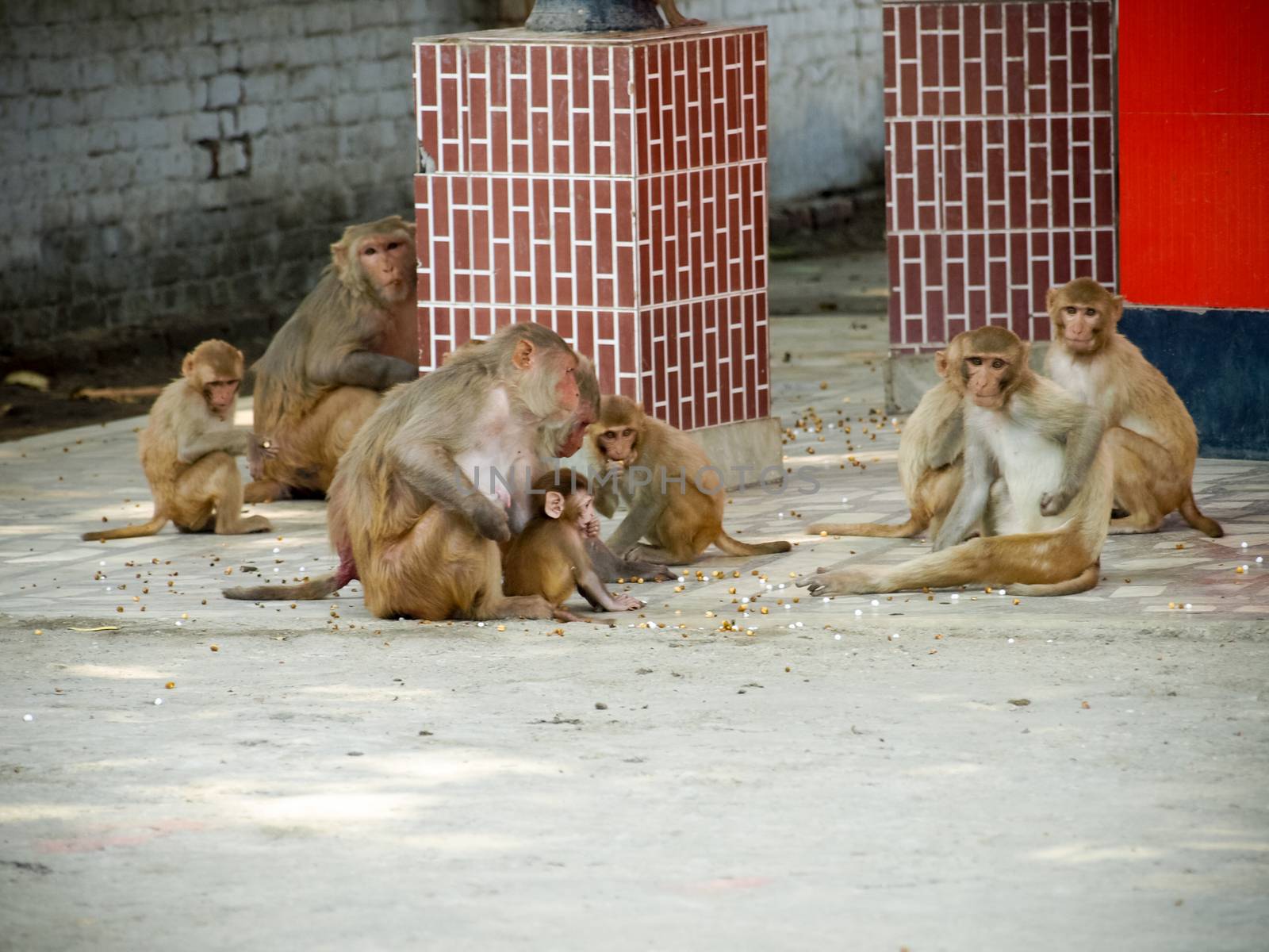 India: Baby monkey with it family in the sacred monkey temple.