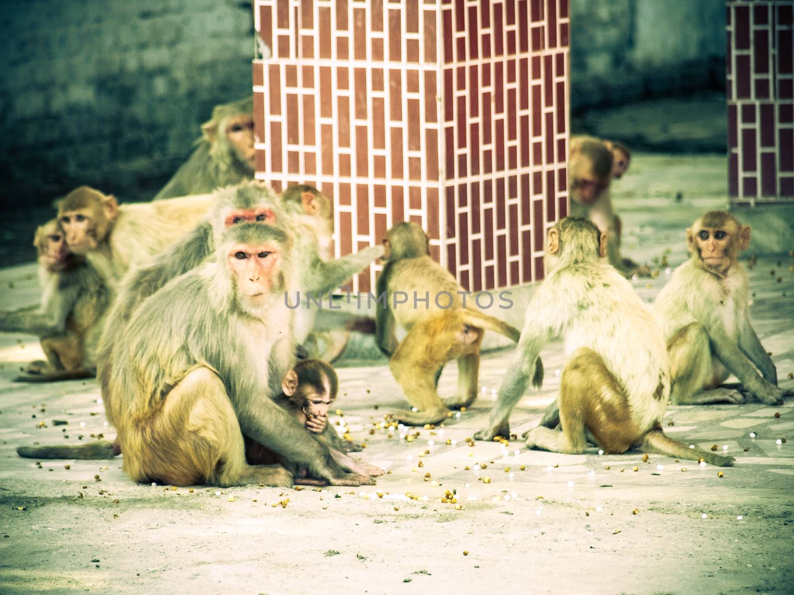 India: Baby monkey with it family in the sacred monkey temple.