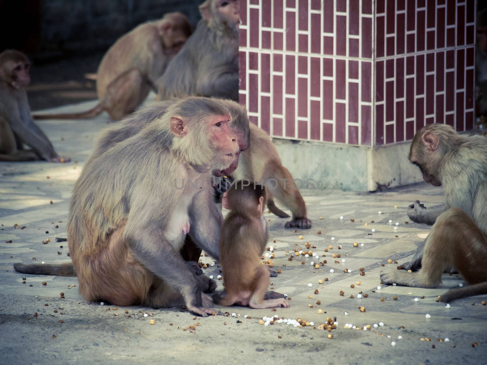 India: Baby monkey with it family in the sacred monkey temple.