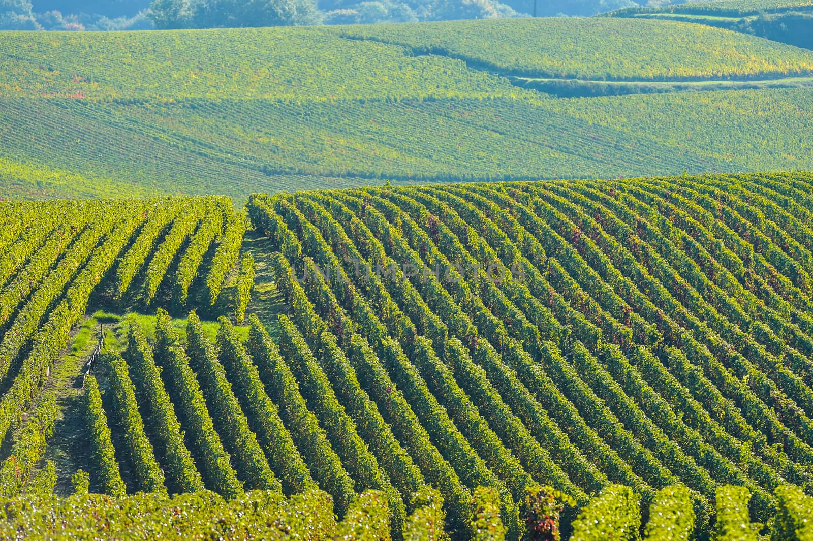 Champagne vineyards Villedomange in Marne department, Champagne-Ardennes, France, Europe