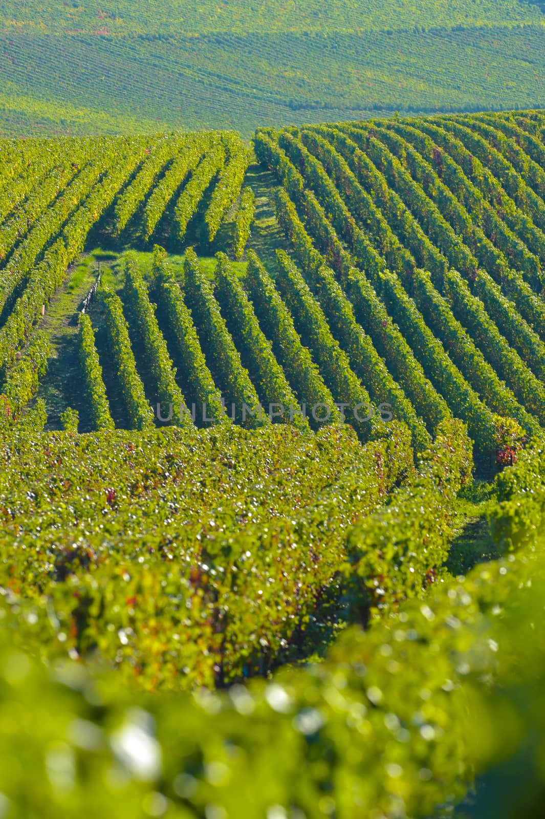 Champagne vineyards Villedomange in Marne department, Champagne-Ardennes, France, Europe