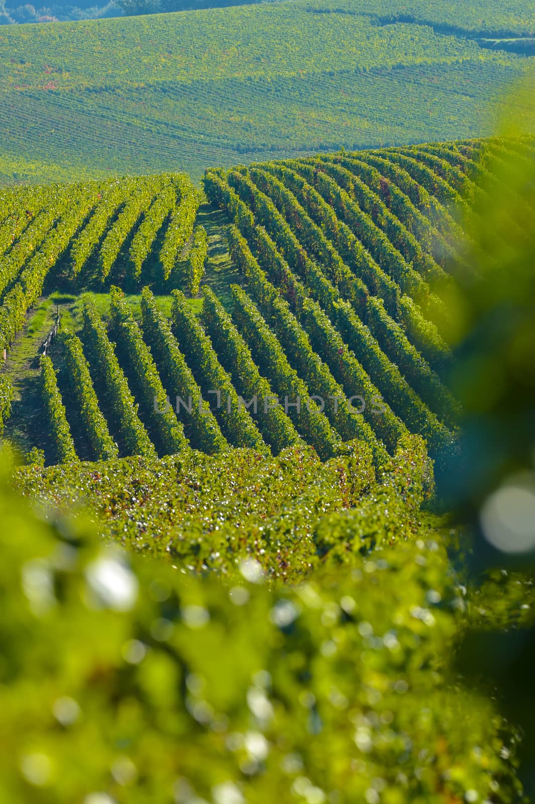 Champagne vineyards Villedomange in Marne department, Champagne-Ardennes, France, Europe
