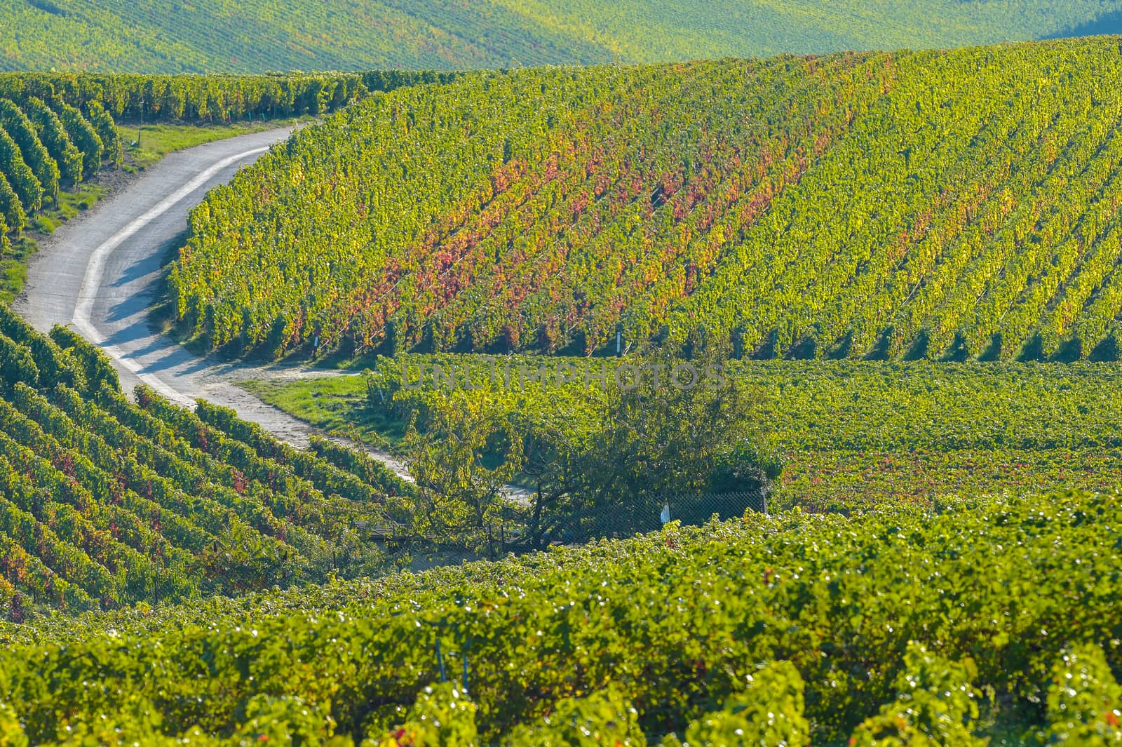 Champagne vineyards Villedomange in Marne department, Champagne-Ardennes, France, Europe