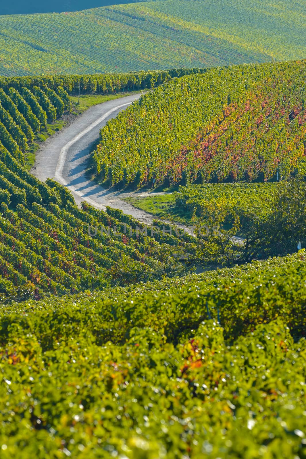 Champagne vineyards Villedomange in Marne department, Champagne-Ardennes, France, Europe