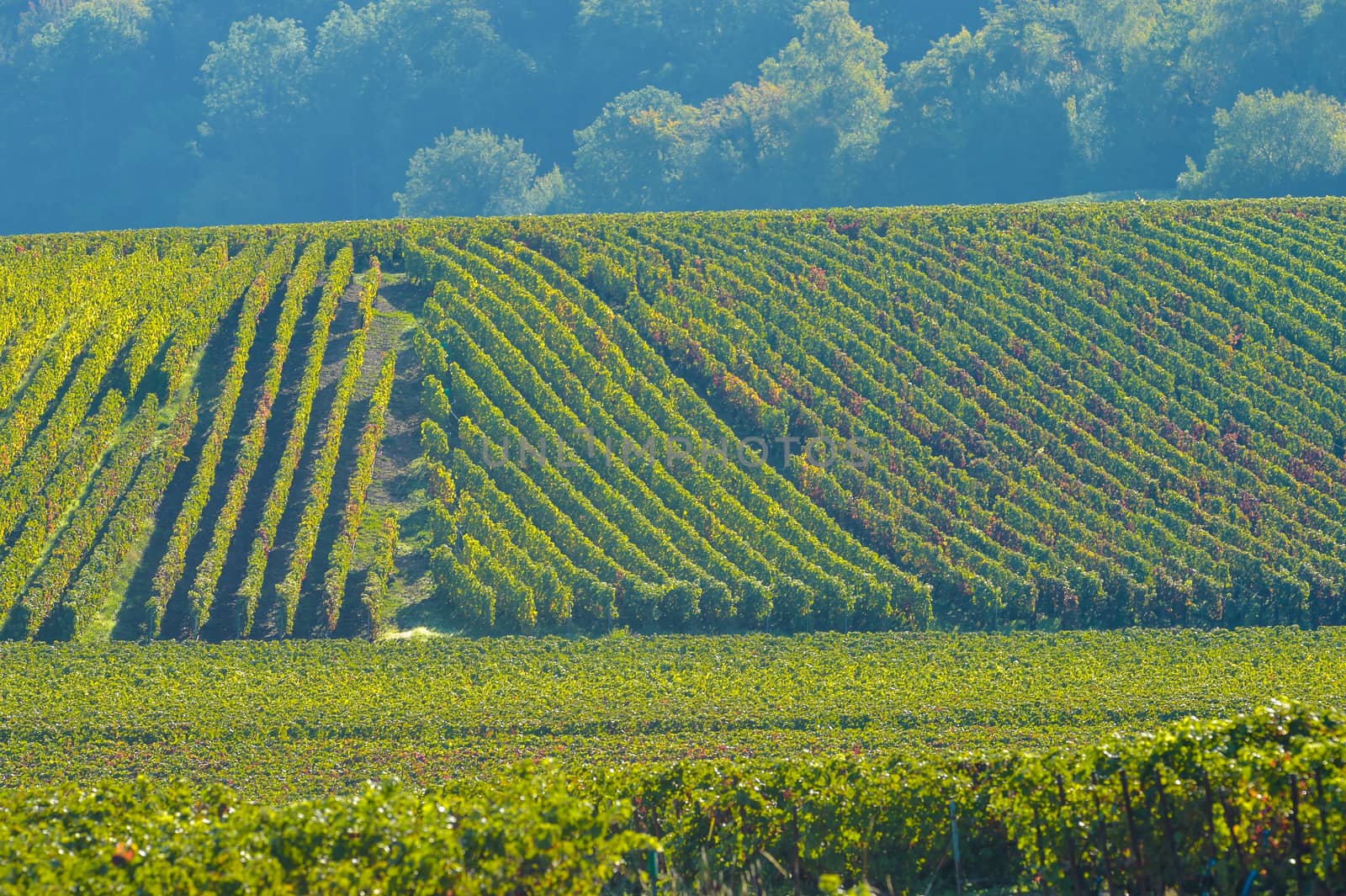 Champagne vineyards Villedomange in Marne department, Champagne-Ardennes, France, Europe