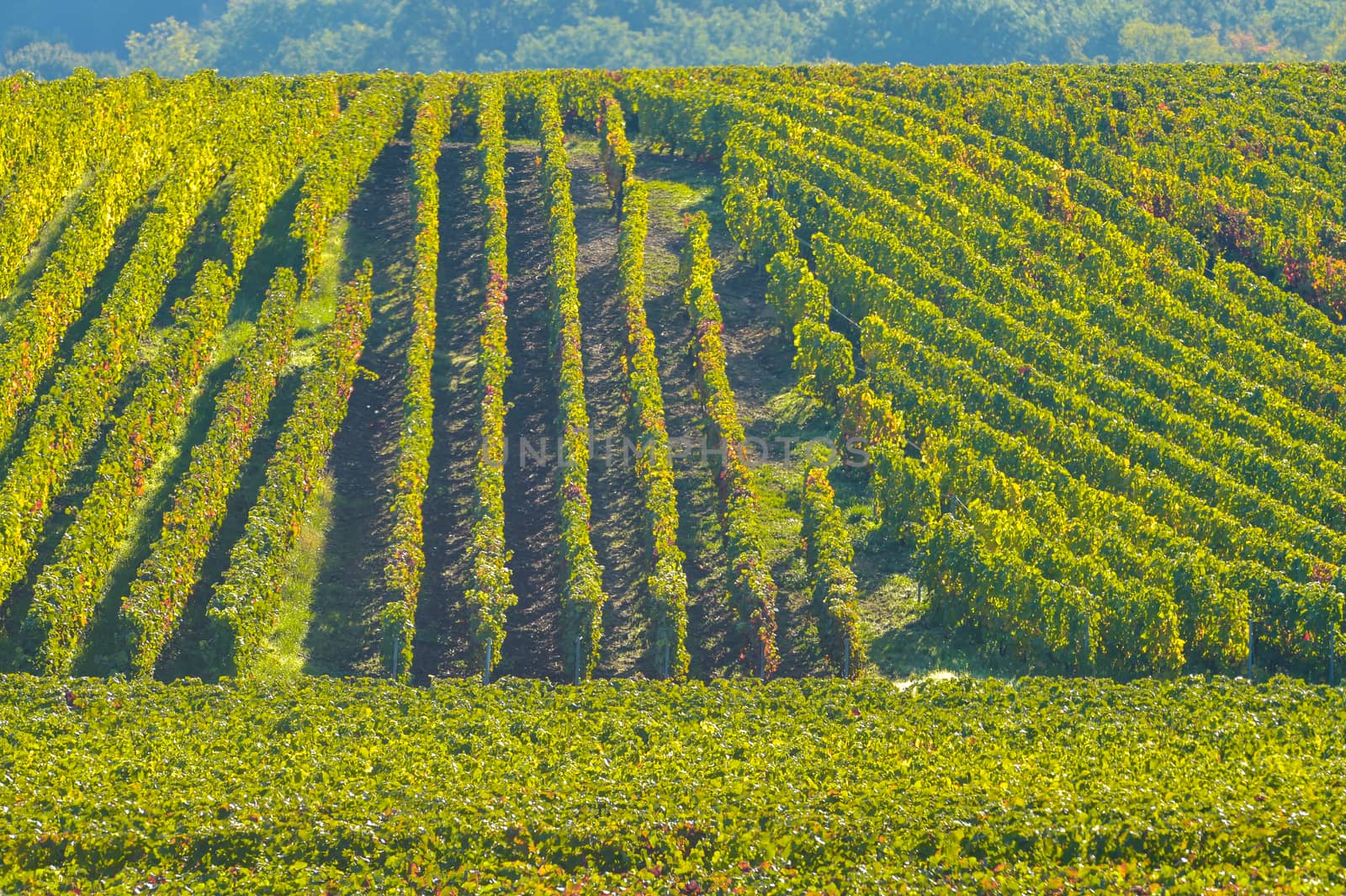 Champagne vineyards Villedomange in Marne department, Champagne-Ardennes, France, Europe