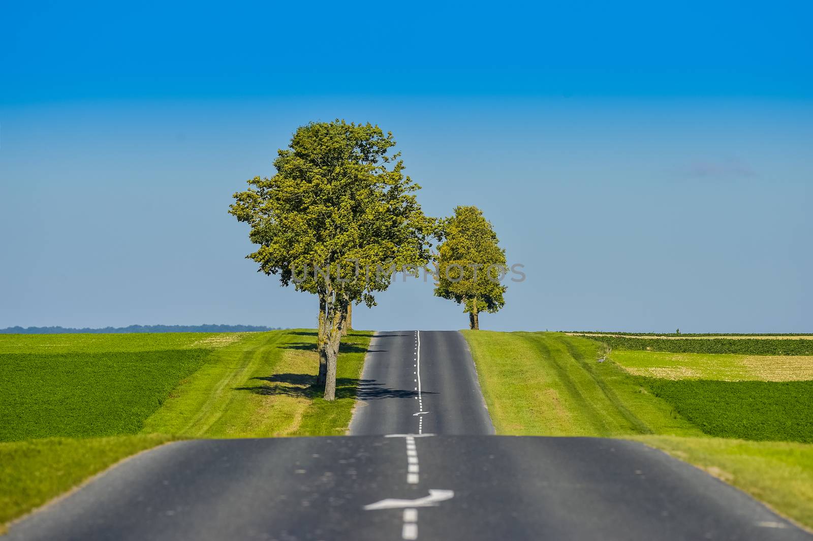 Asphalt road lined with fields and trees in Champagne France Europe