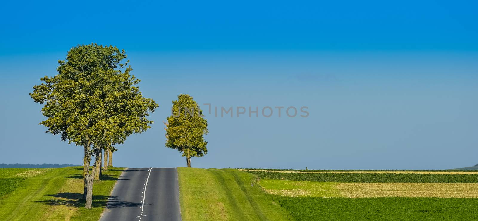 Asphalt road lined with fields and trees in Champagne France Europe