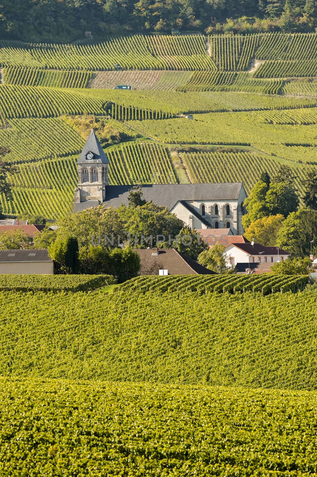 Champagne vineyards Cuis in Marne department, Champagne-Ardennes, France, Europe
