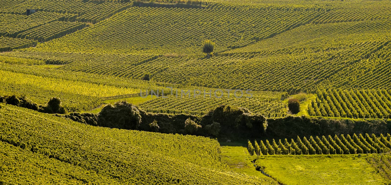 Champagne vineyards Cuis in Marne department, Champagne-Ardennes, France, Europe