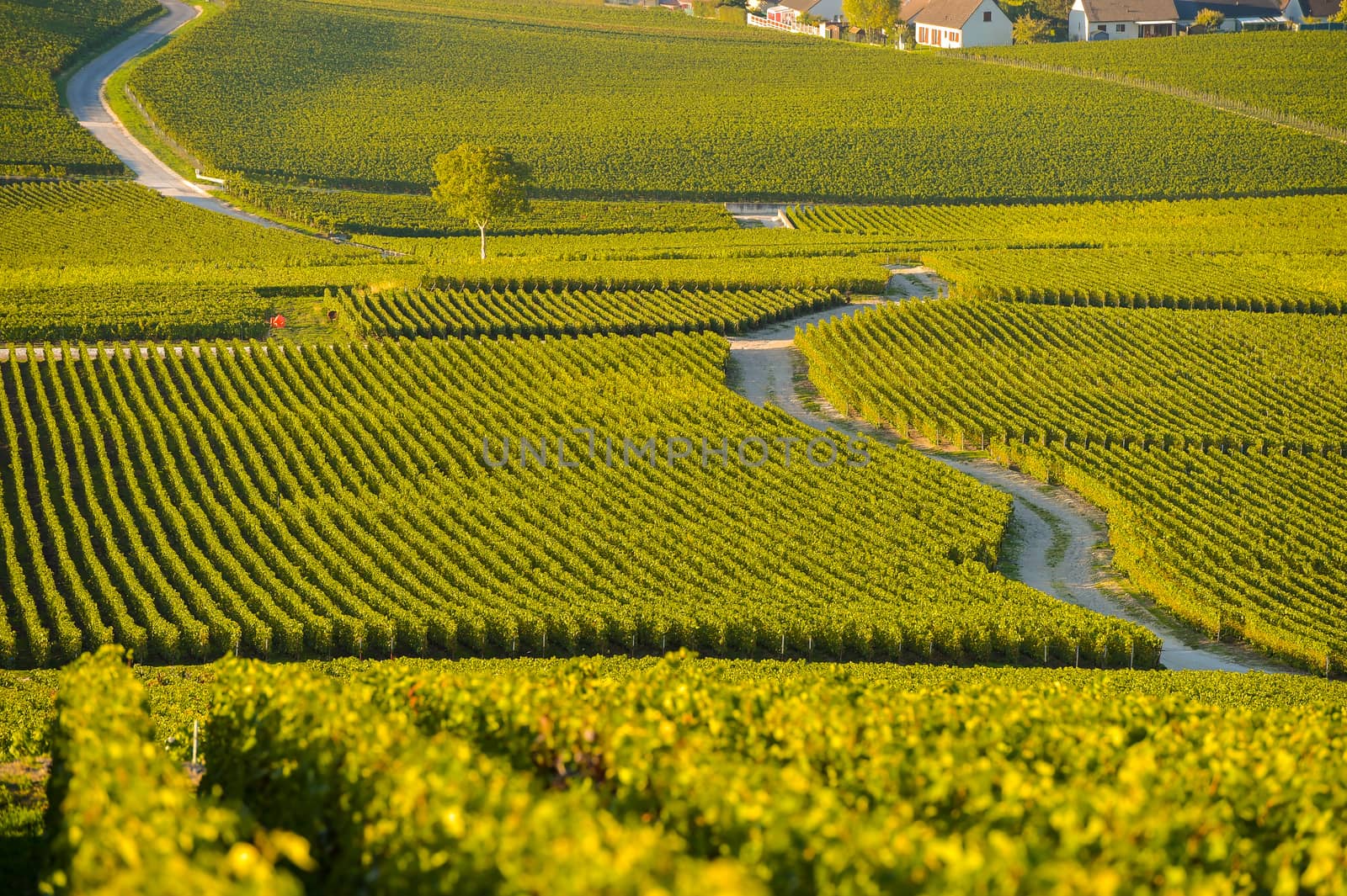 Champagne vineyards in Marne department, Champagne-Ardennes, France, Europe