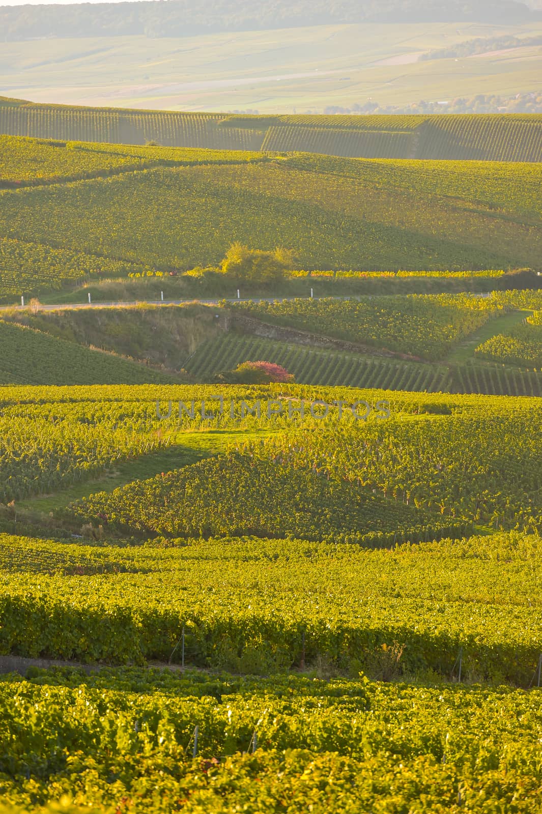 Champagne vineyards in Marne department, Champagne-Ardennes, France, Europe