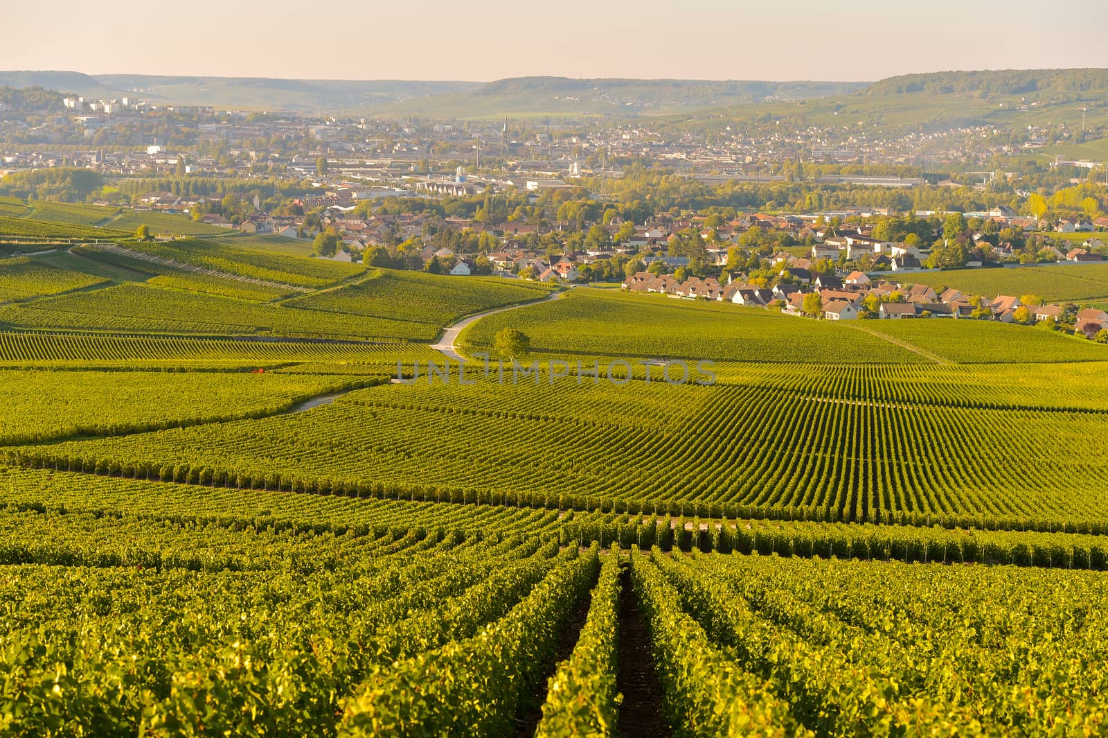 Champagne vineyards in Marne department, Champagne-Ardennes, France, Europe
