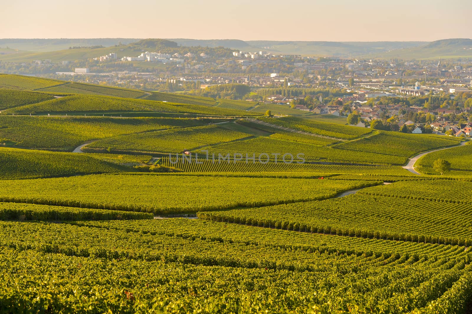 Champagne vineyards in Marne department, Champagne-Ardennes, France, Europe