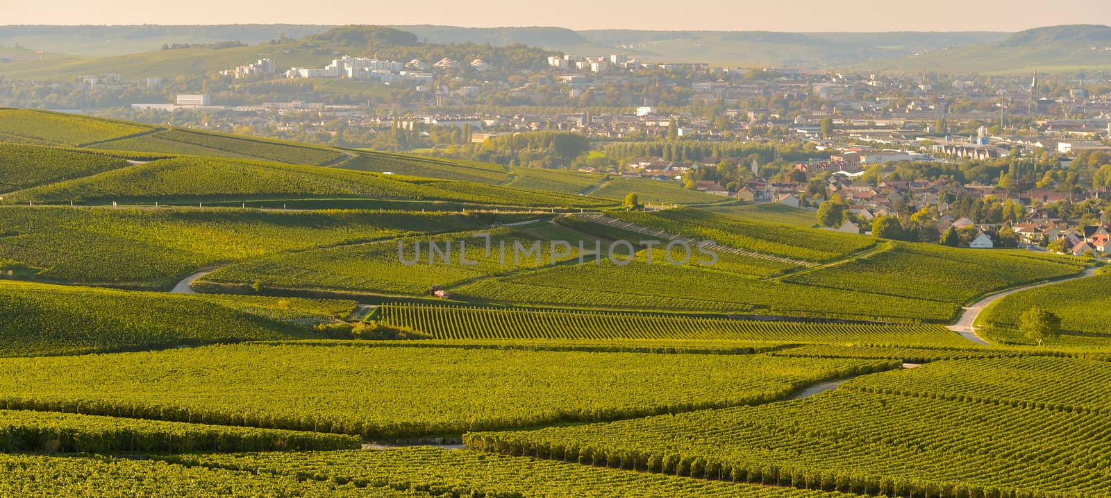 Champagne vineyards in Marne department, Champagne-Ardennes, France, Europe