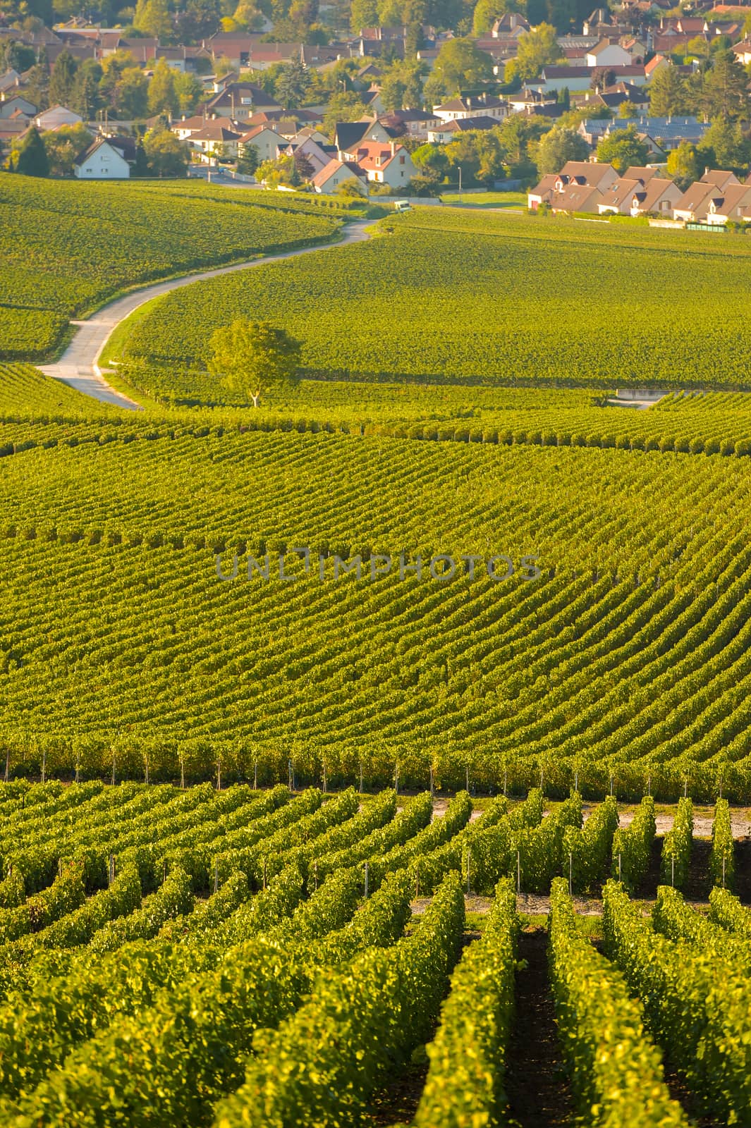 Champagne vineyards in Marne department, Champagne-Ardennes, France, Europe