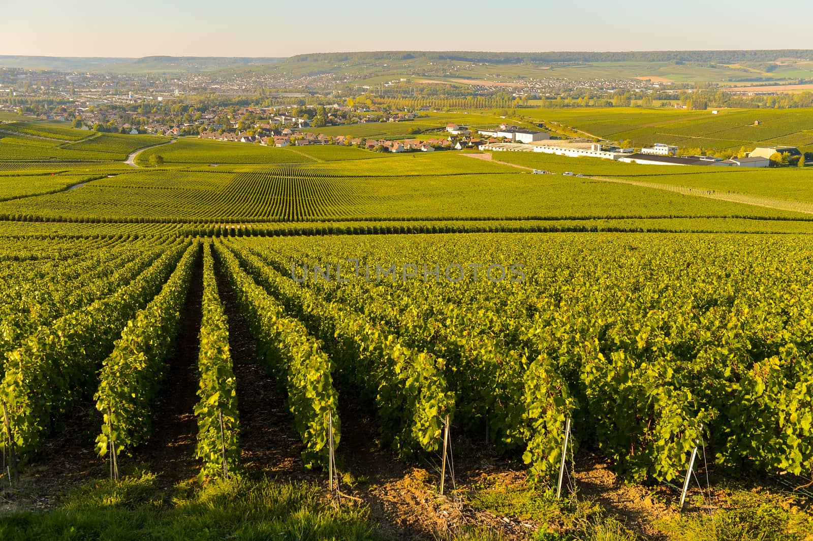 Champagne vineyards in Marne department, Champagne-Ardennes, France, Europe