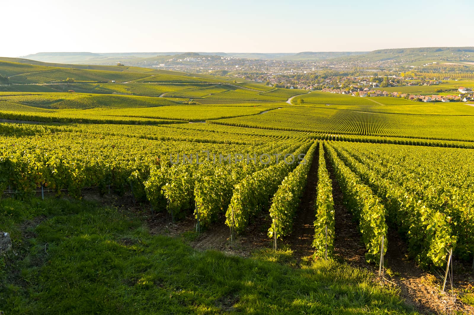 Champagne vineyards in Marne department, Champagne-Ardennes, France, Europe