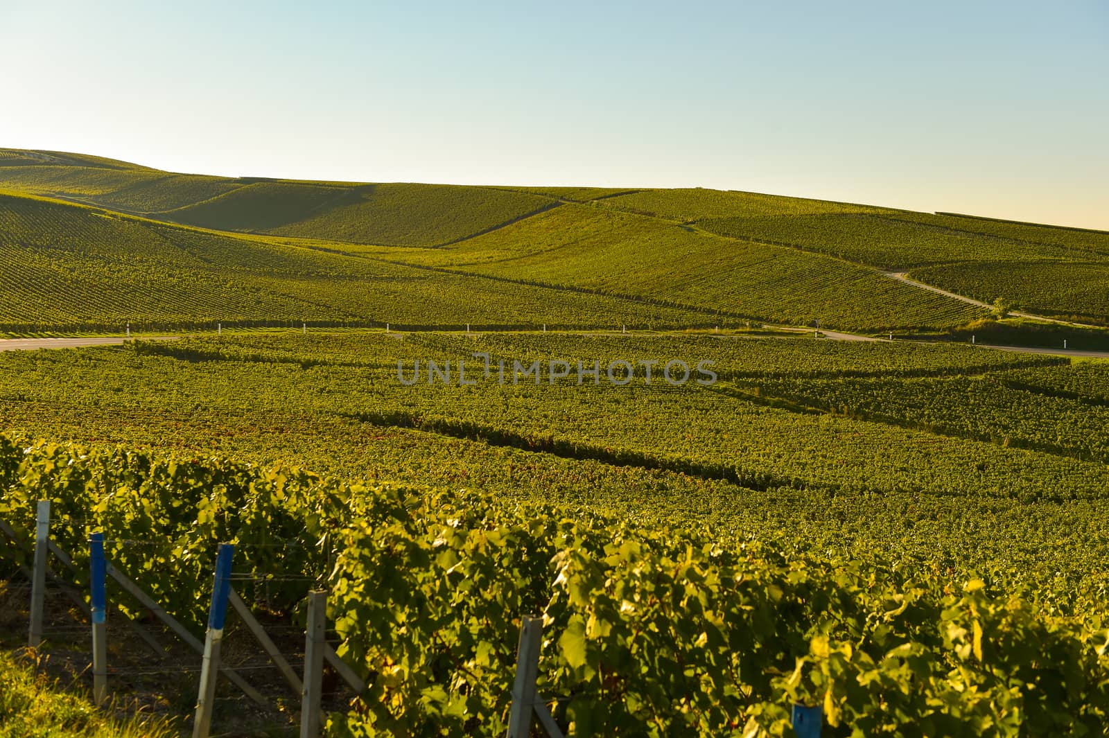 Champagne vineyards in Marne department, Champagne-Ardennes, France, Europe