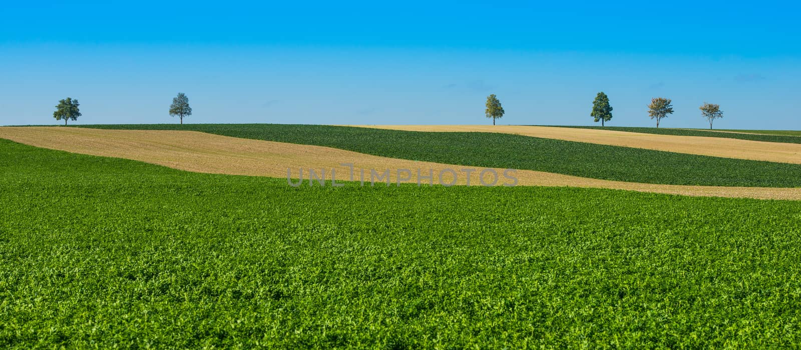 Green trees in a fields on blue sky, Champagne, France, Europe