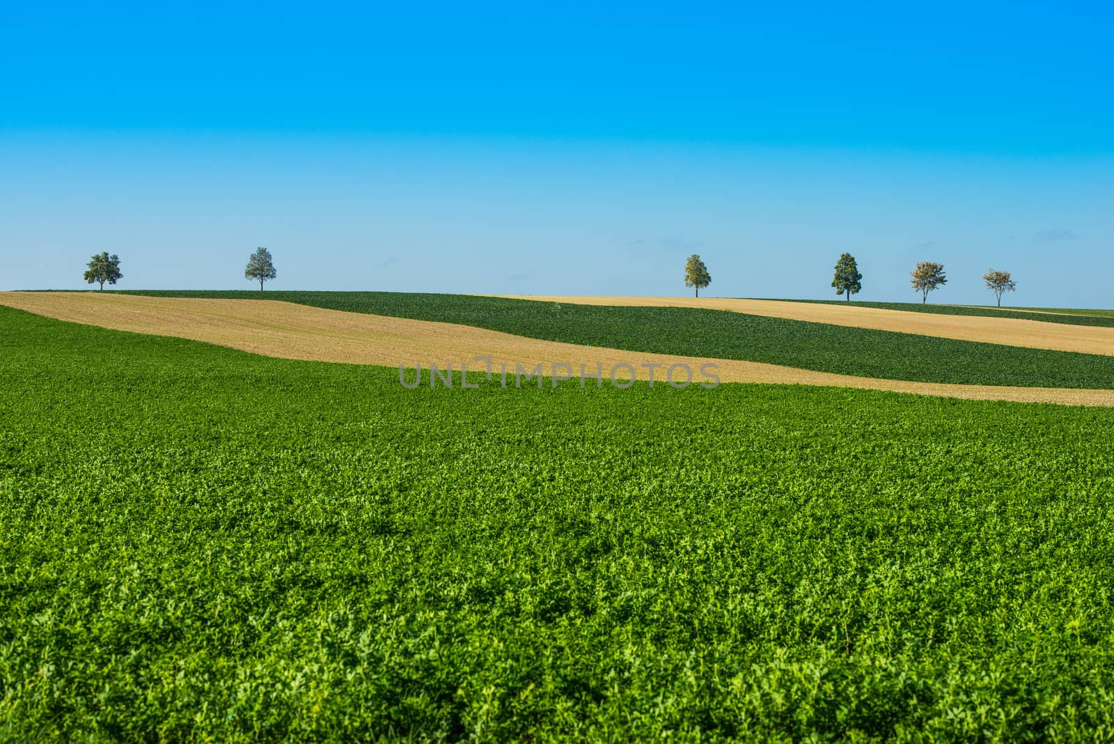 Green trees in a fields on blue sky, Champagne, France, Europe