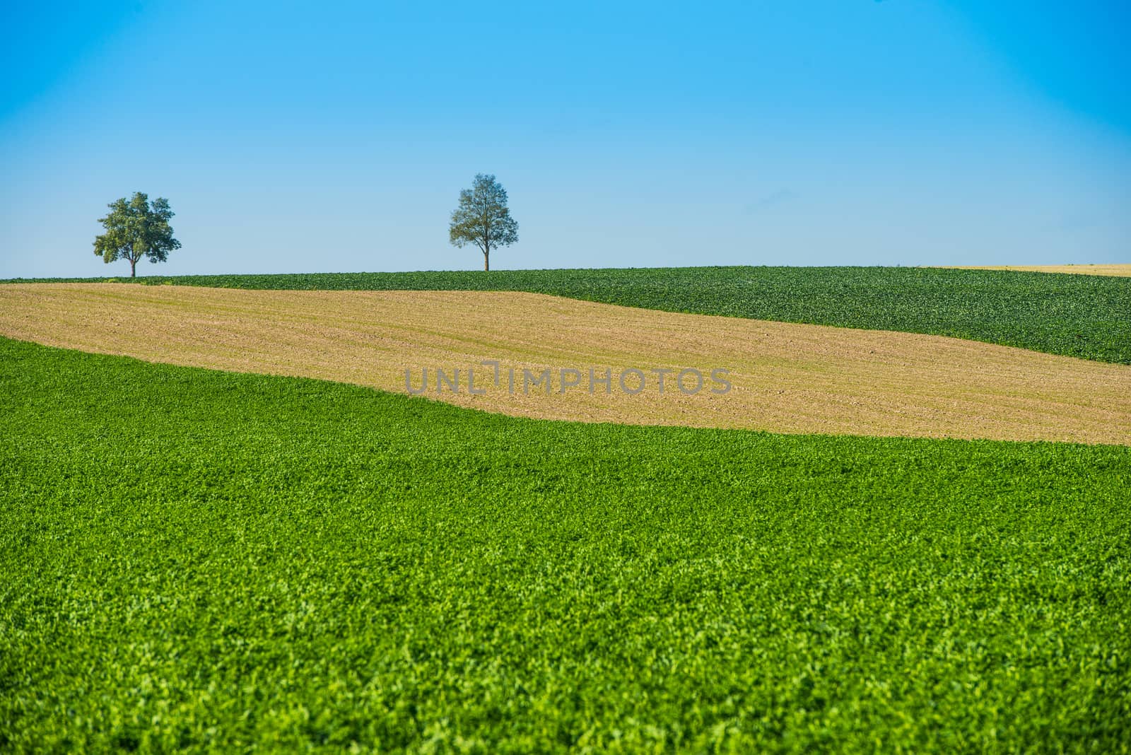 Green trees in a fields on blue sky, Champagne, France, Europe
