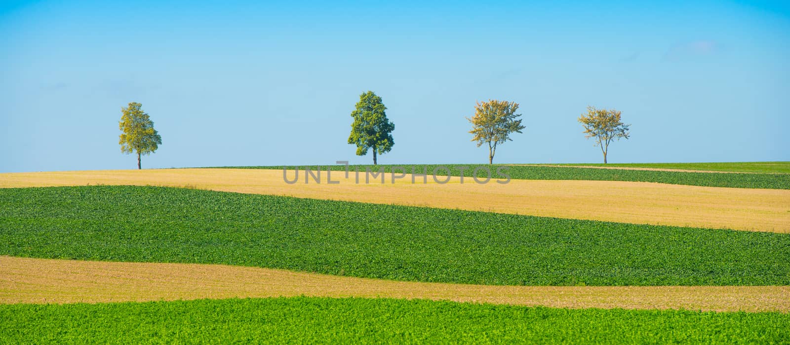 Green trees in a fields on blue sky, Champagne, France by FreeProd
