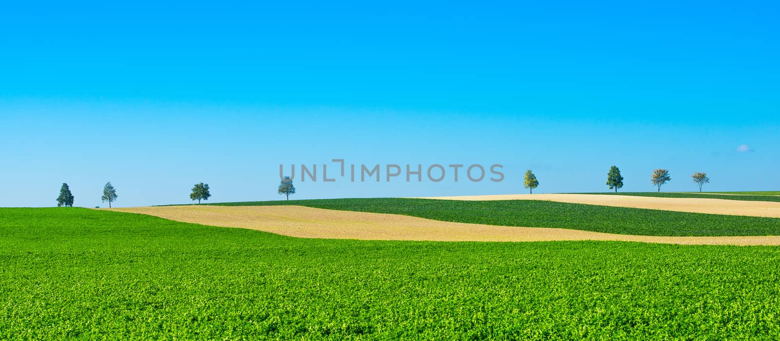 Green trees in a fields on blue sky, Champagne, France by FreeProd