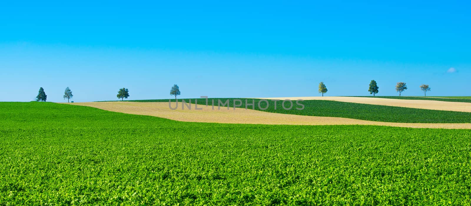 Green trees in a fields on blue sky, Champagne, France, Europe