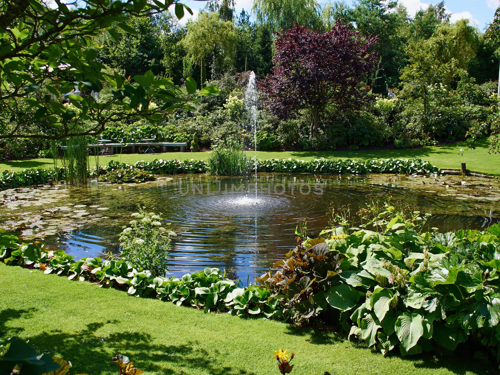Ornamental pond and water fountain in a beautiful creative lush green blooming garden