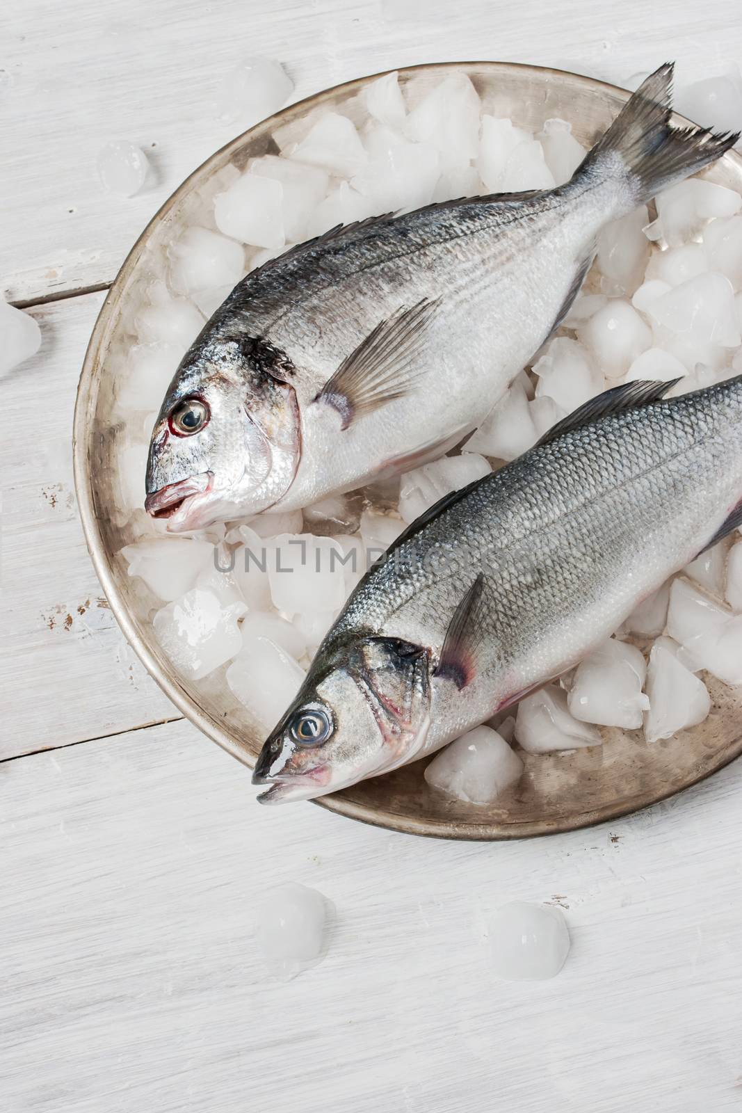 Dorado fish and sea bass on the metal plate with ice by Deniskarpenkov