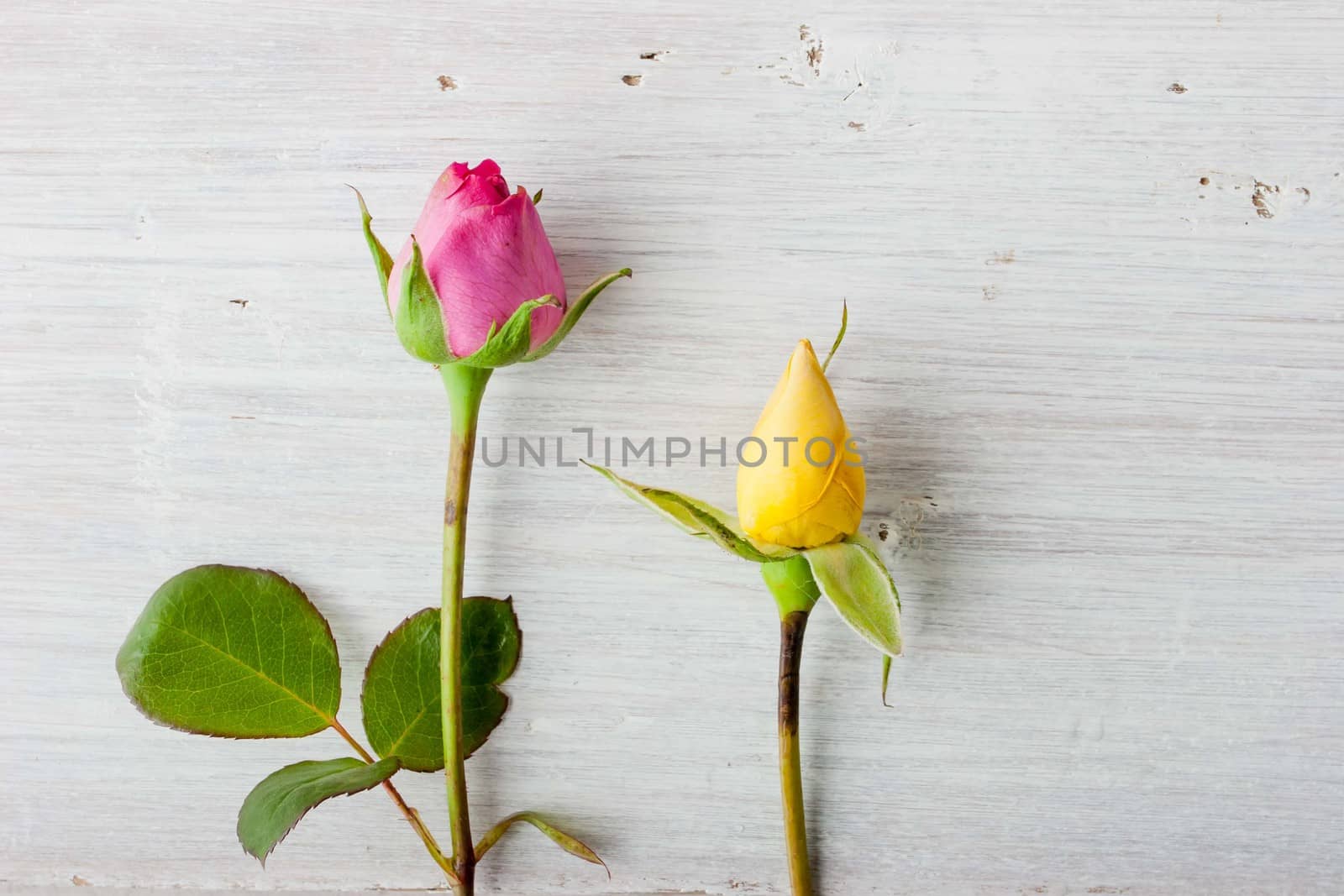 Colorful rosebuds on the white background