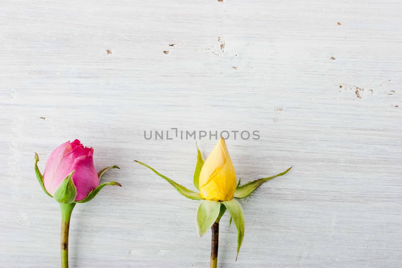 Two rosebuds on the white background