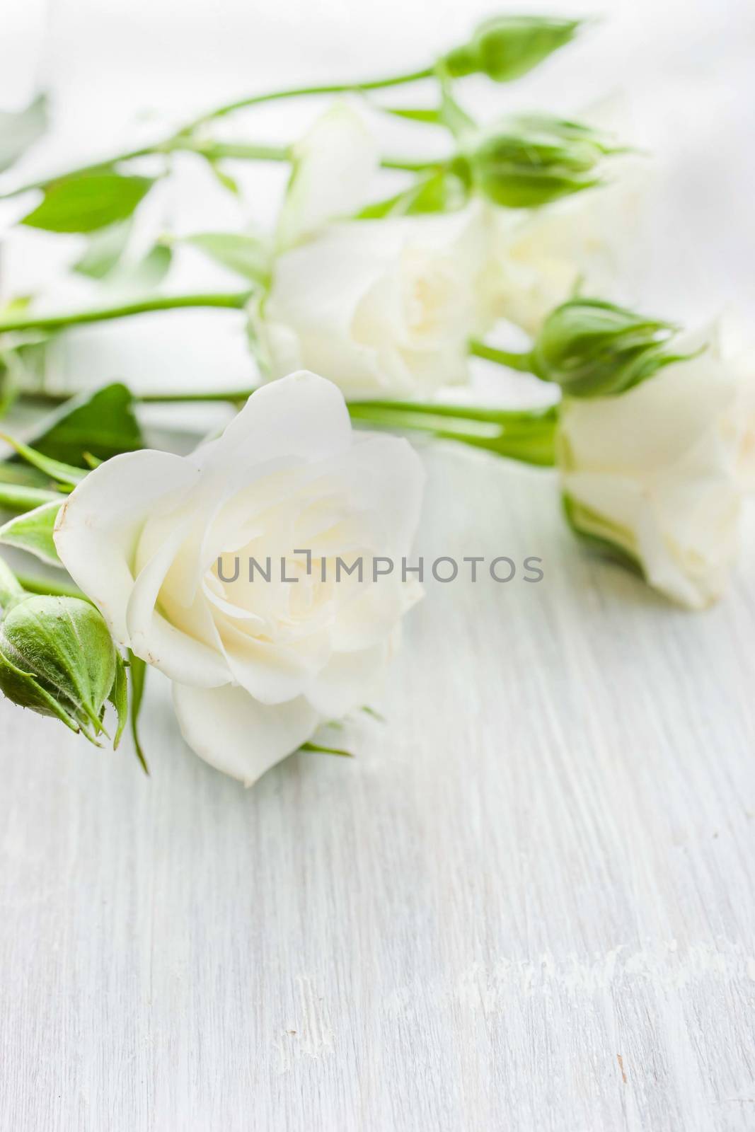 White roses by Deniskarpenkov