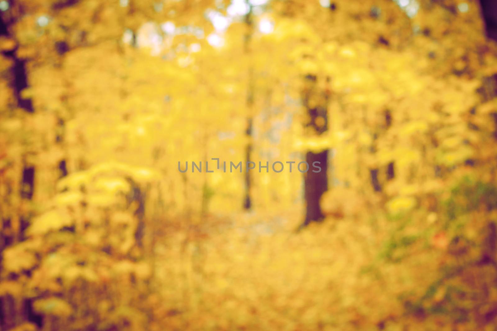 Autumn forest blurred background
