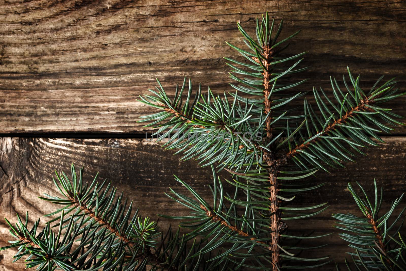 Christmas fir tree on the wooden background