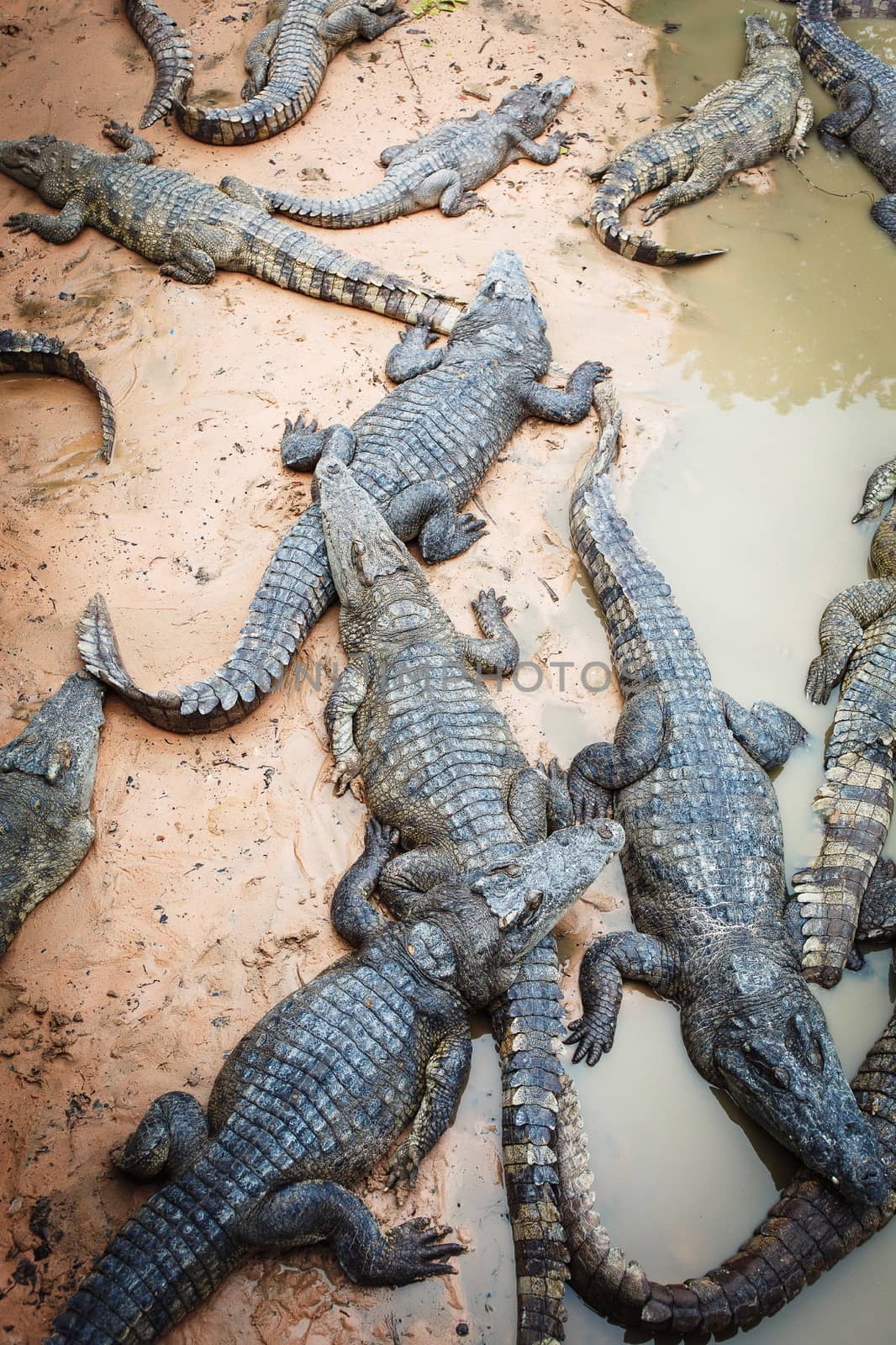 Large crocodiles in Cambodia by gorov108