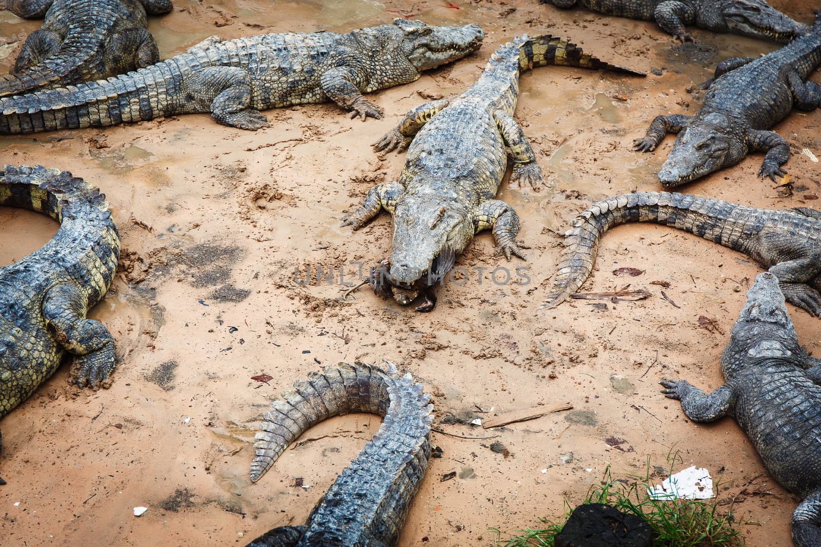 Large crocodiles in Cambodia by gorov108